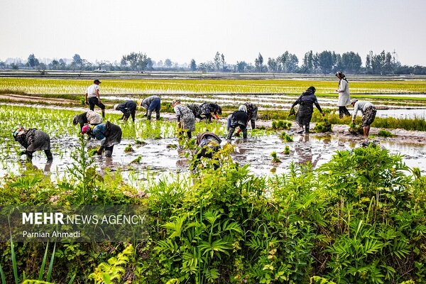 سهم کشاورزی از سرمایهگذاری در اقتصاد فقط ۳ درصد است